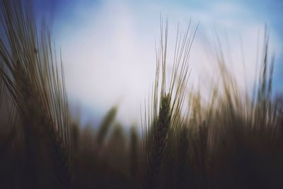 Close-up of wheat growing on field against sky