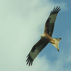 Low angle view of eagle flying in sky