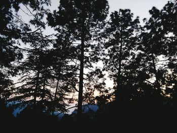 Low angle view of trees against sky