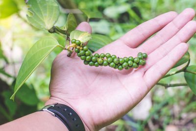 Cropped image of person holding fruit