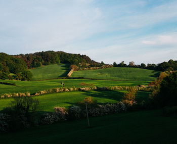 Scenic view of agricultural field against sky