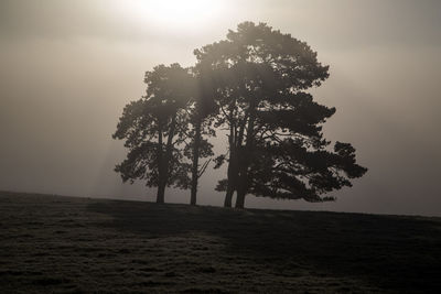 Tree on landscape against sky at sunset