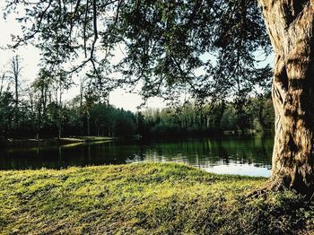 Reflection of trees in lake