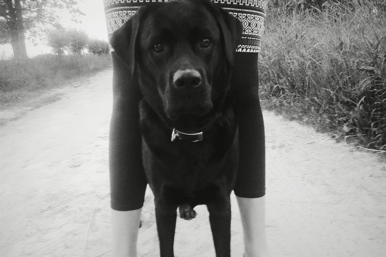 dog, domestic animals, pets, mammal, animal themes, one animal, looking at camera, portrait, pet collar, standing, black color, field, animal head, front view, grass, day, outdoors, no people, close-up