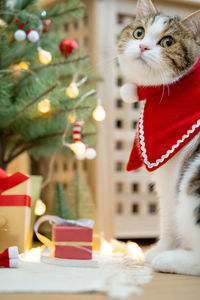 Cat sitting on table