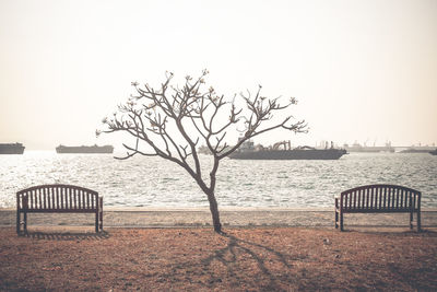 Bare tree amidst benches on promenade by sea against clear sky