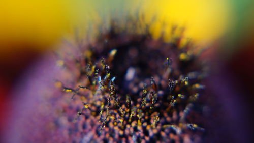 Macro shot of purple flower