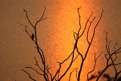 Close-up of bare tree against sunset sky