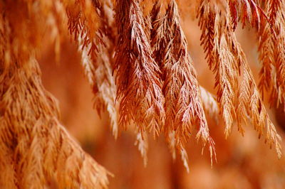 Full frame shot of dry plants