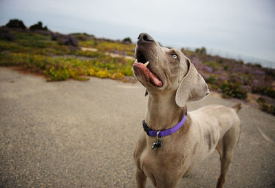 Weimaraner looking up while standing on footpath