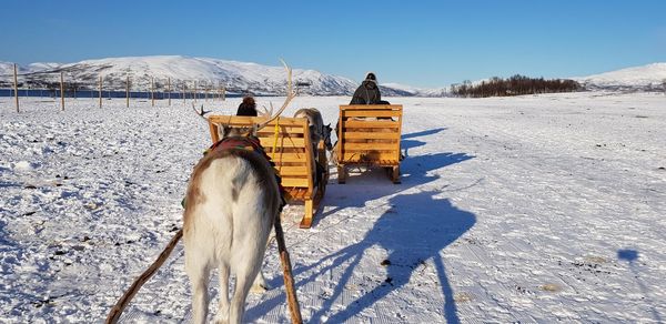 Horse on snow covered field against mountain