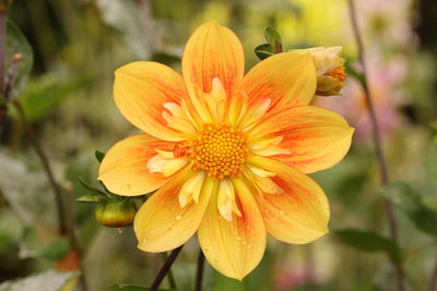 Close-up of yellow flowering plant