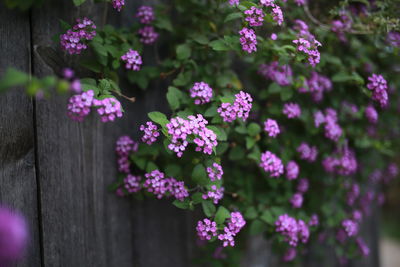 Close-up of pink flowering plants