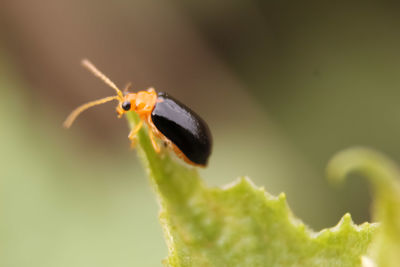 Close-up of insect on leaf