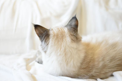 Close-up of cat sleeping on bed