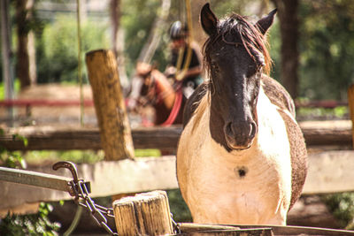 Close-up of horse