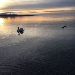 Ducks in a sea