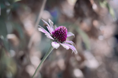 Close-up of pink flowering plant