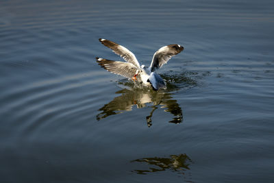 Seagulls flying over lake