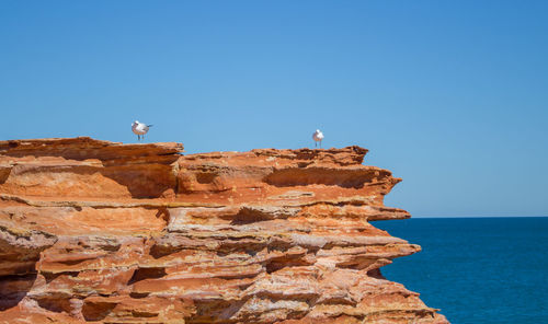 Seagull on rock formation against clear blue sky
