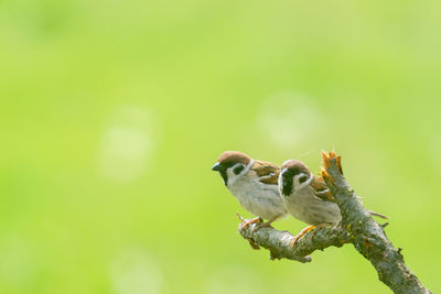 Close-up of bird perching on a tree