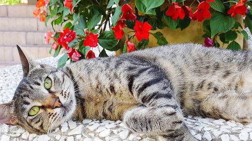 Cat resting on wall