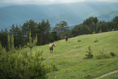 View of a sheep on landscape