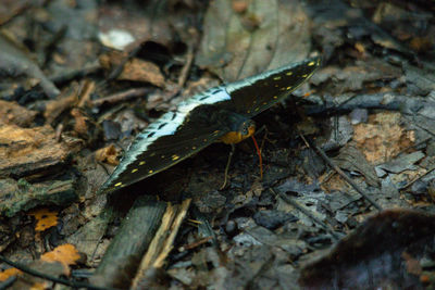 High angle view of insect on dry land