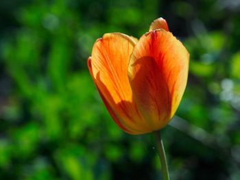 Close-up of orange flowers blooming outdoors