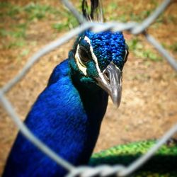 Close-up of peacock