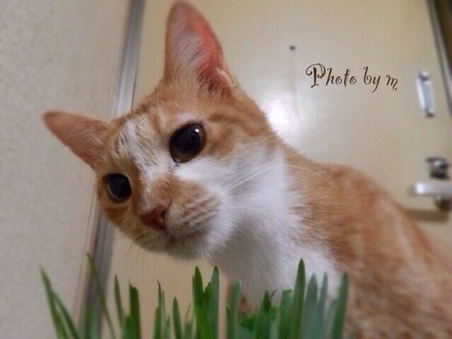 one animal, animal themes, domestic cat, domestic animals, cat, pets, mammal, indoors, whisker, feline, close-up, portrait, looking at camera, alertness, animal head, focus on foreground, text, no people, front view