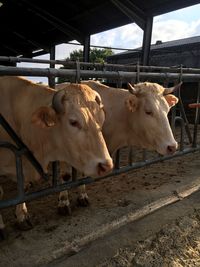 Cows standing in pen