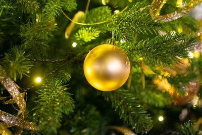 Close-up of christmas tree