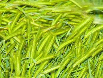 Full frame shot of wheat field