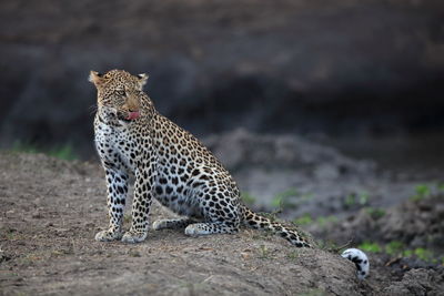 Relaxed leopard looking away