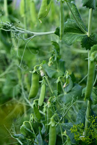 Close-up of plant