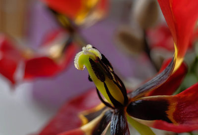 Close-up of red flowering plant