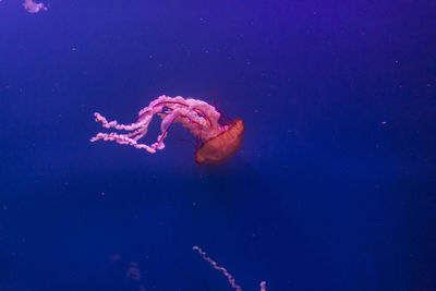 Close-up of jellyfish swimming in sea