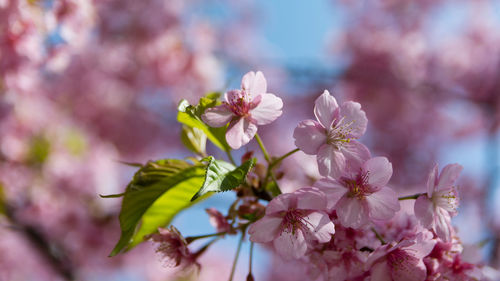 Close-up of pink cherry blossoms