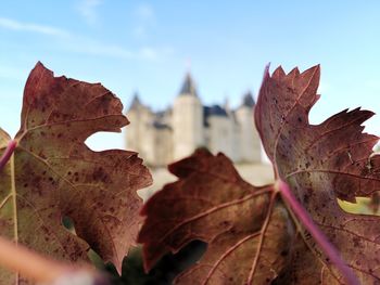 Close-up of maple leaves on building against sky