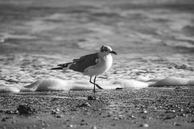 Close-up of seagull perching on beach