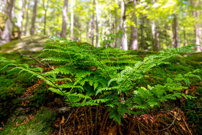 Close-up of fern in forest