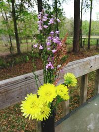 Close-up of fresh purple flowers on wood