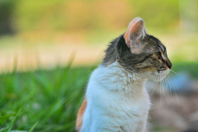 Close-up of a cat looking away