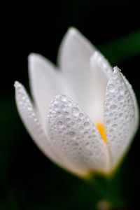 Close-up of white flower