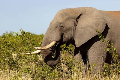 Big african elephant eating young leaves