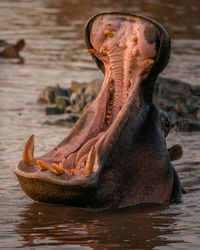 Hippo yawning at the hippo pool 