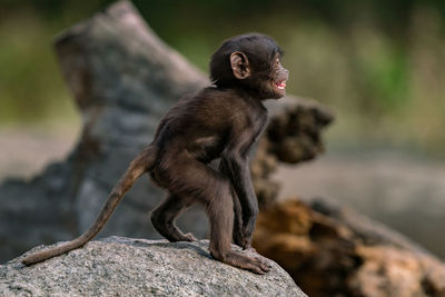 Close-up of monkey standing on rock