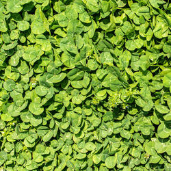 Full frame shot of leaves floating on water