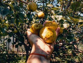 Close-up of woman holding fruits